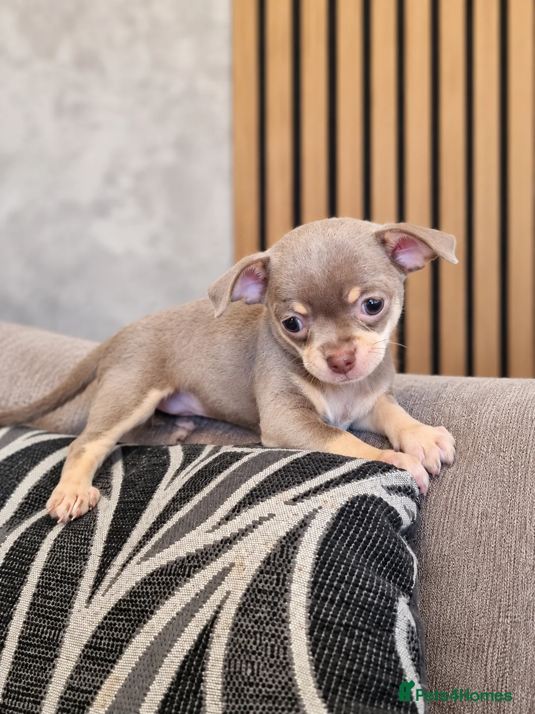Chihuahua dogs for sale: Beautiful Purebred Chihuahua Puppies  🐾 - Advert 11