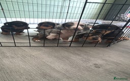 Miniature Dachshund dogs for sale: Blue/tan/dapple KC registered miniature dachshunds in Heywood - Image 10