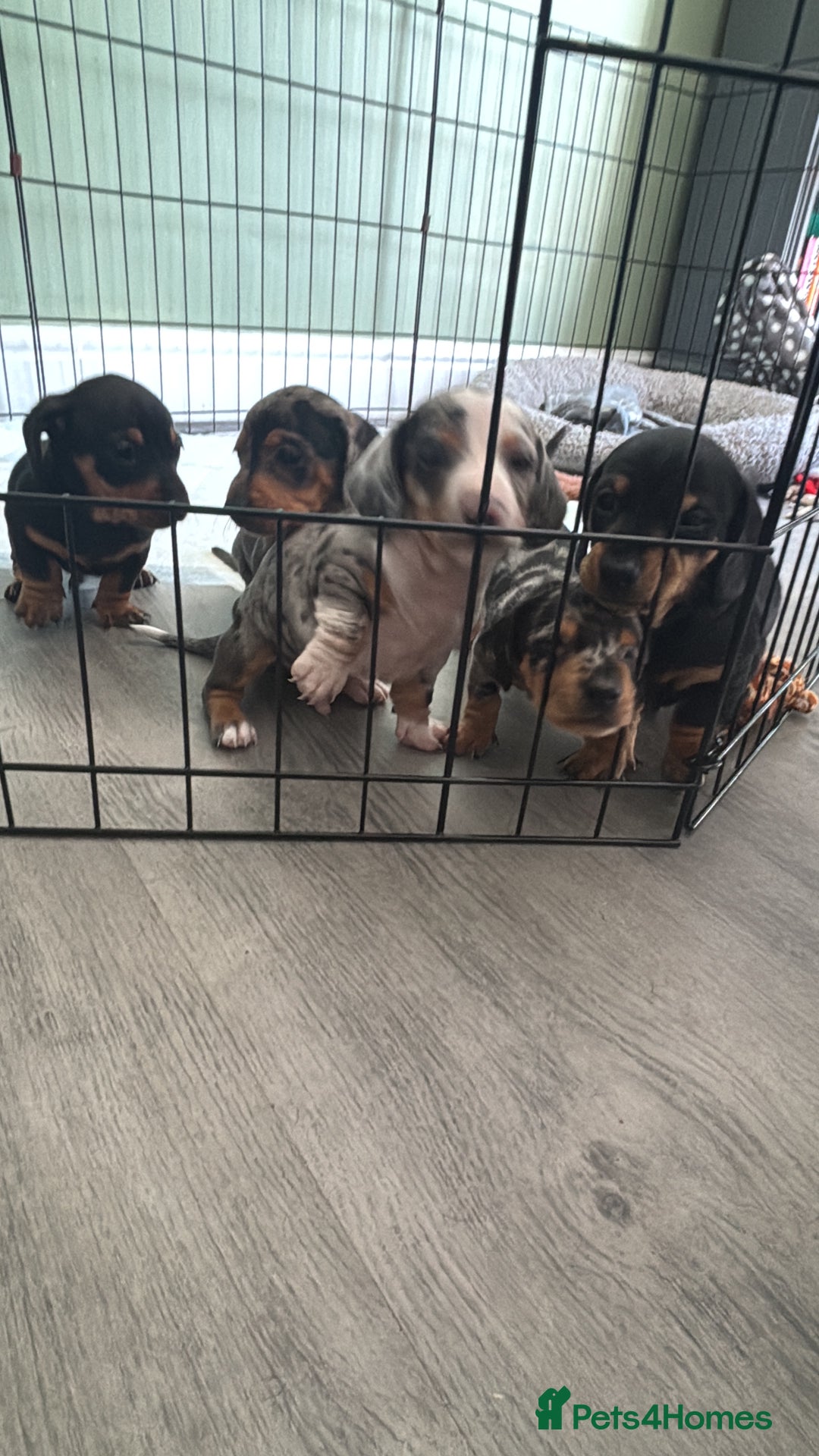 Miniature Dachshund dogs for sale: Blue/tan/dapple KC registered miniature dachshunds in Heywood - Image 10