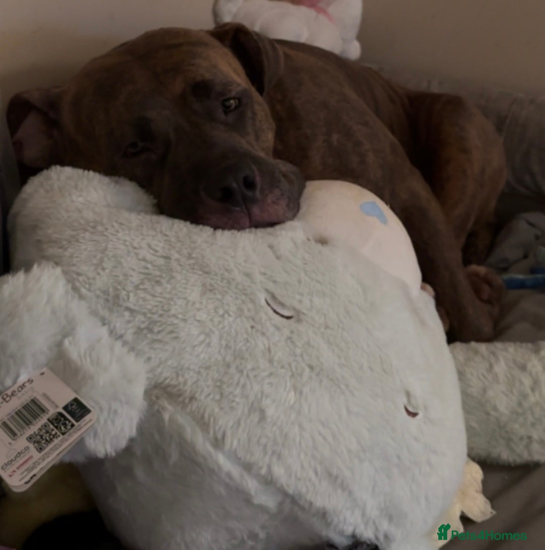 American Bulldog dogs This is Bonnie  - Advert 1