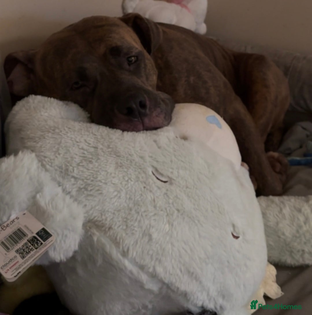 American Bulldog dogs for sale: This is Bonnie  - Advert 1