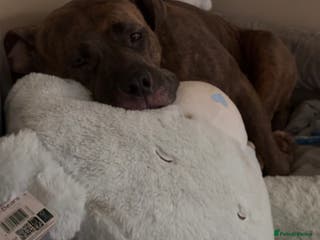 American Bulldog dogs This is Bonnie - Advert 1