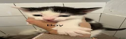 Mixed Breed cats for adoption: Beautiful kittens - Advert 17