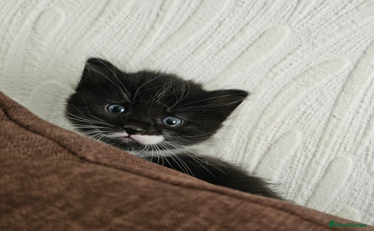 Mixed Breed cats - Advert 10