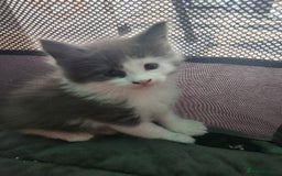 Maine Coon cats for sale: Maine Coon Kittens purebred – Reserve Now - Image 33