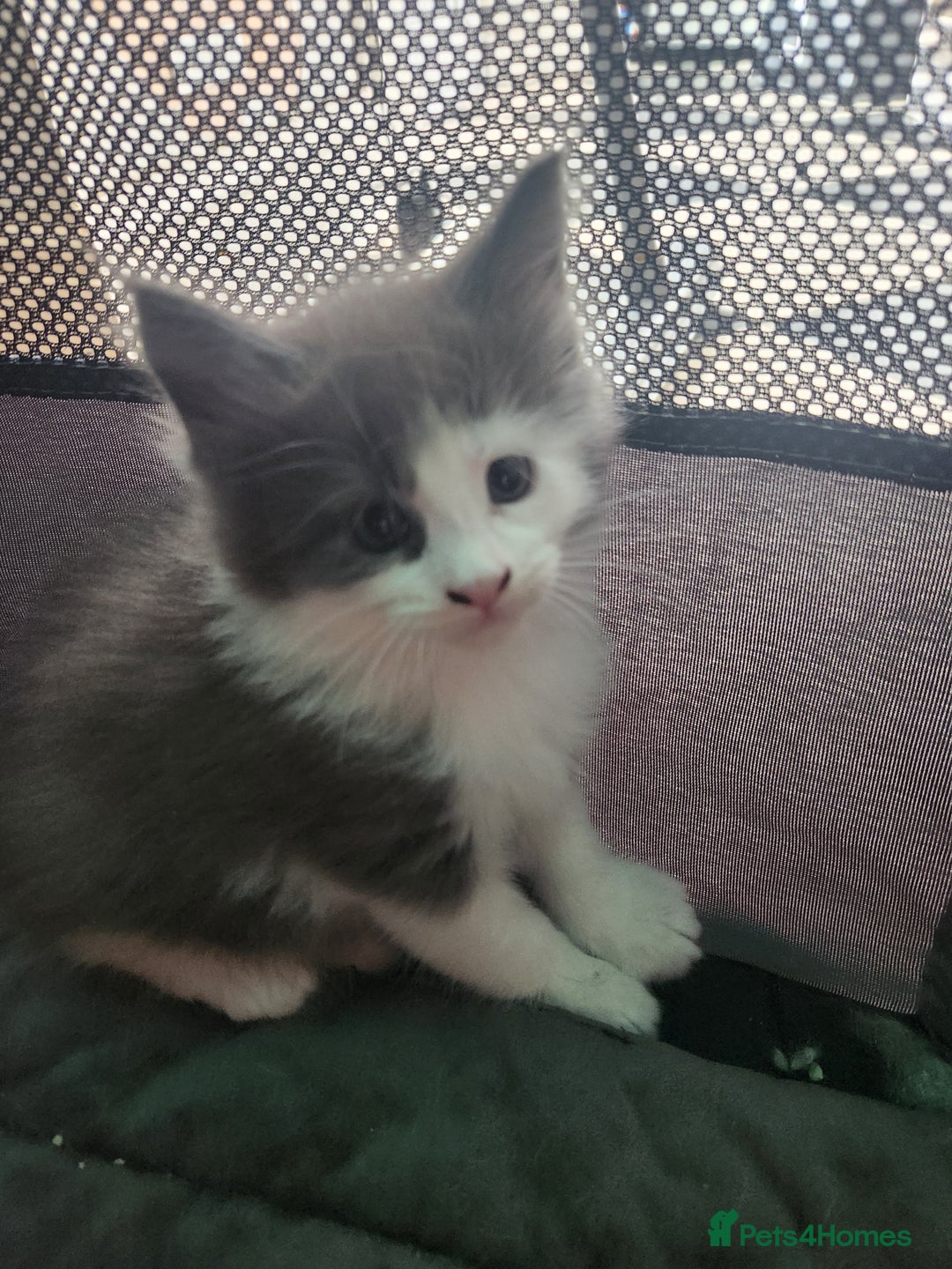 Maine Coon cats for sale: Maine Coon Kittens purebred – Reserve Now - Image 33