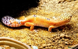 Leopard Gecko reptiles for sale: Beautiful Tangerine Leopard Gecko - Image 2