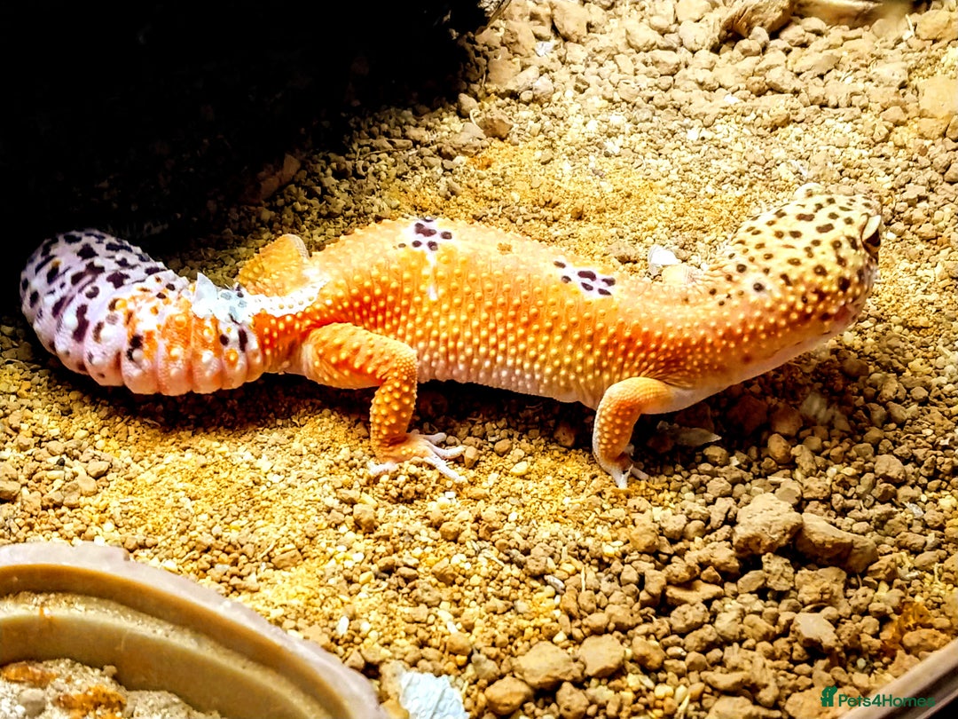 Leopard Gecko reptiles for sale: Beautiful Tangerine Leopard Gecko - Image 2