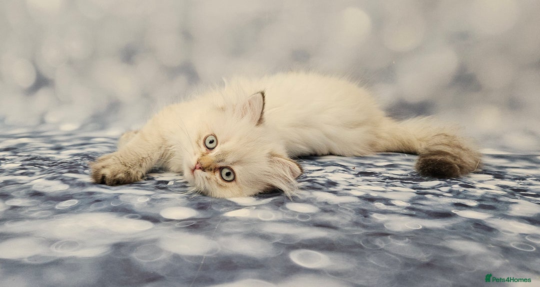 British Longhair cats for sale: Excellent Scottish straight Highland Kittens - Image 19