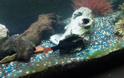 Other/Mixed Breed fish for sale: 2 fish tank with every thing inside - Image 7