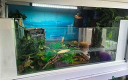 Terrapin reptiles for sale: Pair Mississippi Map Turtle  - Image 2