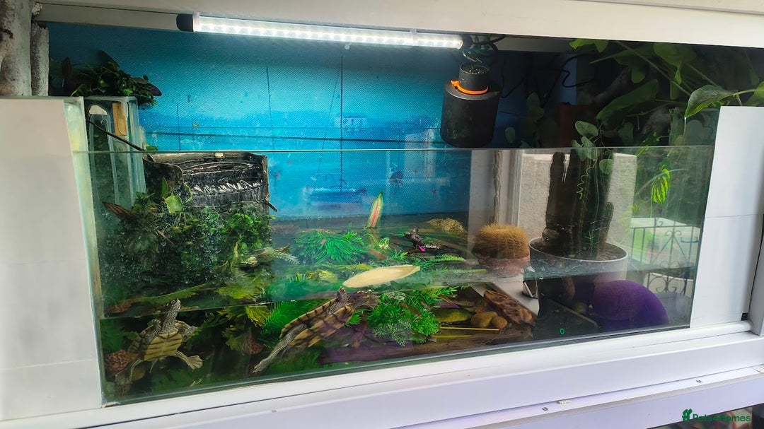 Terrapin reptiles for sale: Pair Mississippi Map Turtle  - Image 2