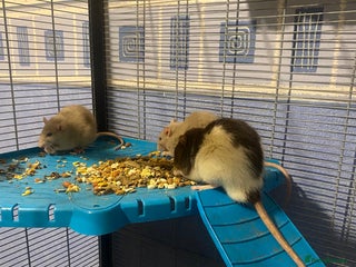 Rat rodents 3 adult rats - Advert 1