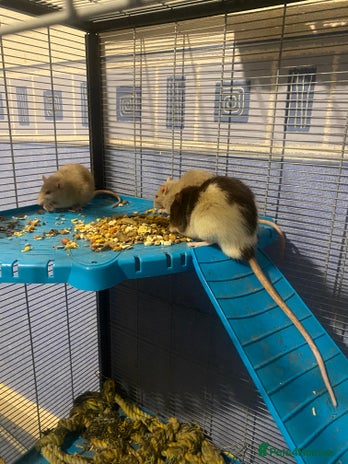 Rat rodents 3 adult rats - Advert 1