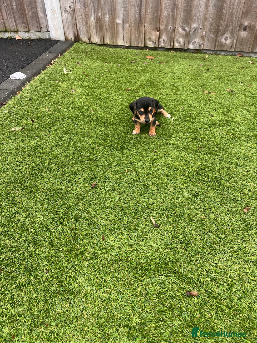Mixed Breed dogs for sale: 5 beautiful jackshund puppies for sale - Advert 13