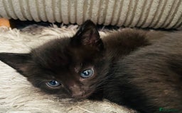 Russian Blue cats for sale: Russian blue mix  - Image 32