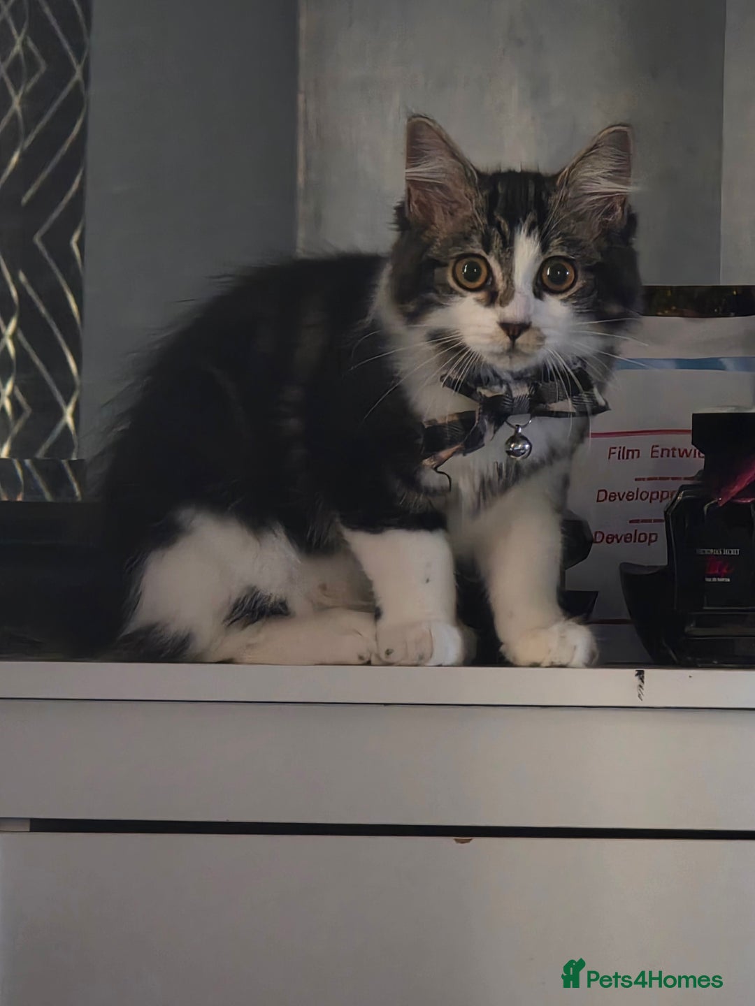 Ragdoll cats for sale: 21 Week Old Ragdoll X Tabby Cat with everything - Advert 5