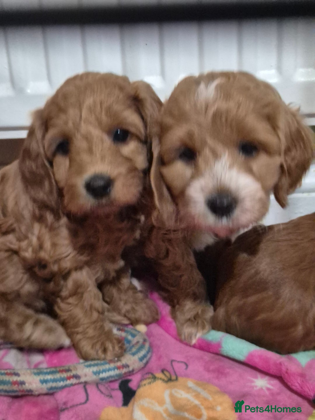 Cockapoo dogs for sale: Gorgeous Cockapoo For Sale  - Advert 8