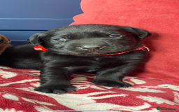 Labrador Retriever dogs for sale: KC Registered working Labrador puppies - Image 10