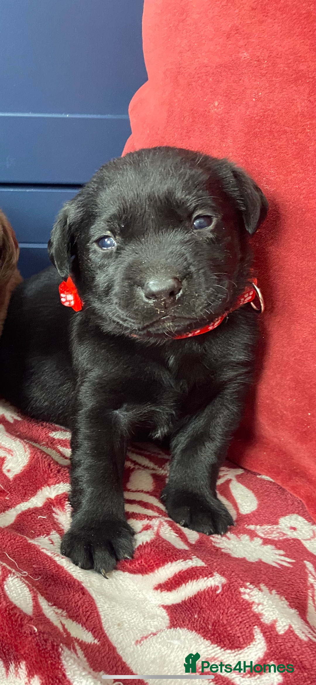Labrador Retriever dogs for sale: KC Registered working Labrador puppies - Image 10