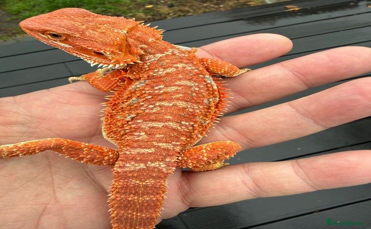 Bearded Dragon reptiles - Advert 18
