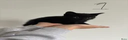Mixed Breed cats for sale: Mixed gender black kittens for sale  - Advert 7