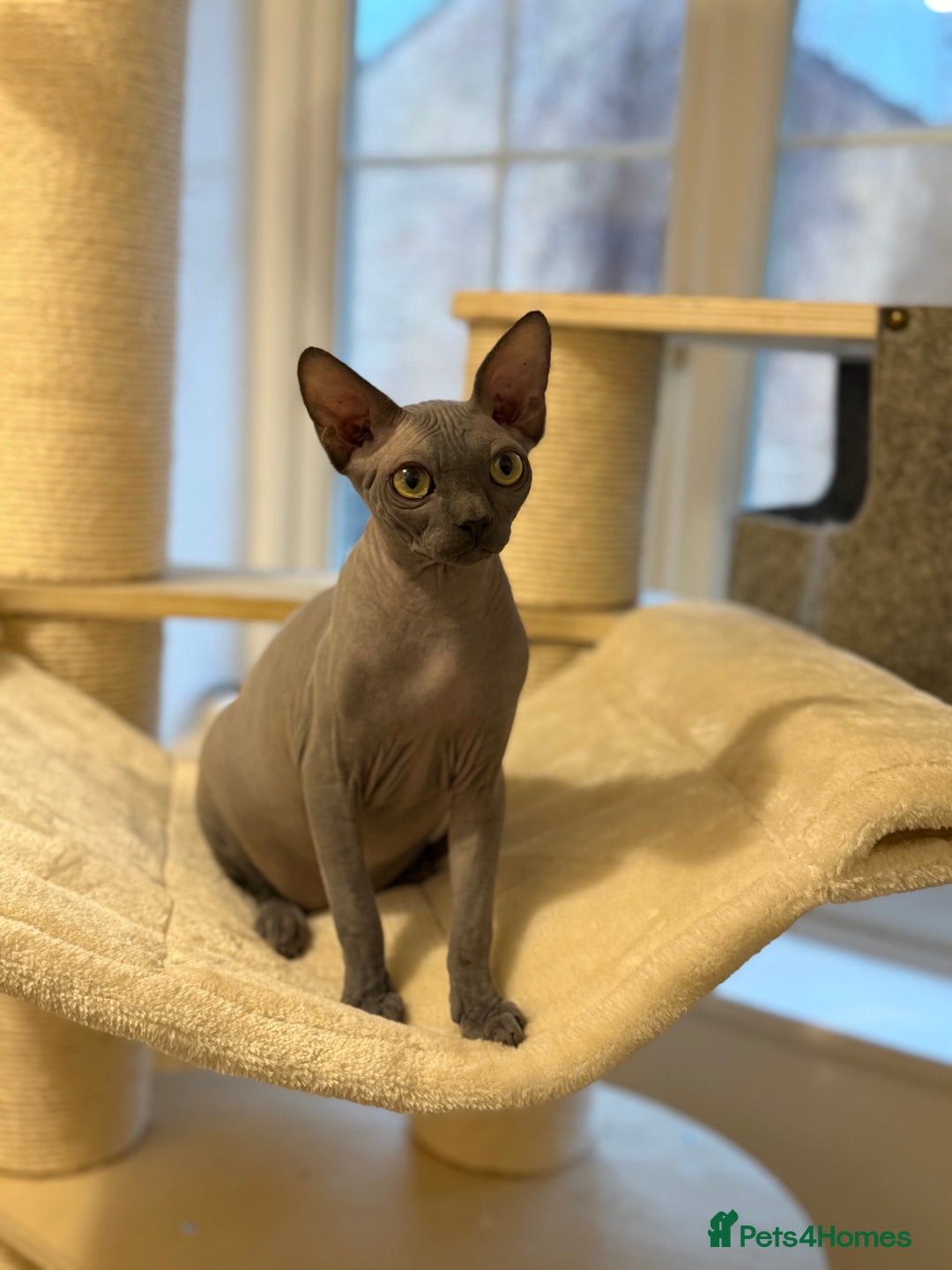 Sphynx cats for sale: Beautiful Blue Boys Looking for Their Forever home - Advert 4