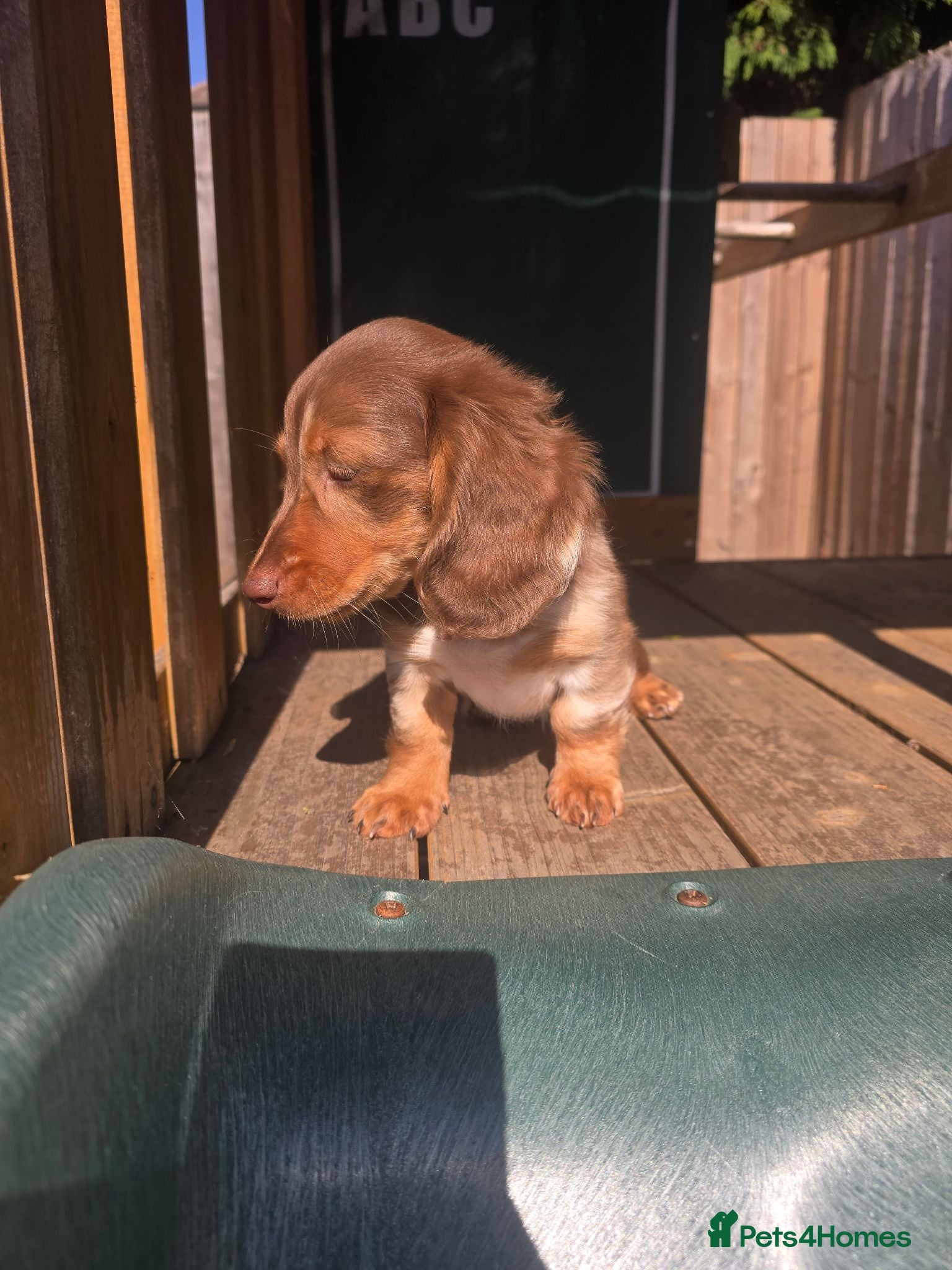 Miniature Dachshund dogs Ready Now  - Advert 17