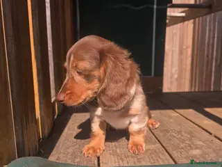 Miniature Dachshund dogs Ready Now - Advert 17