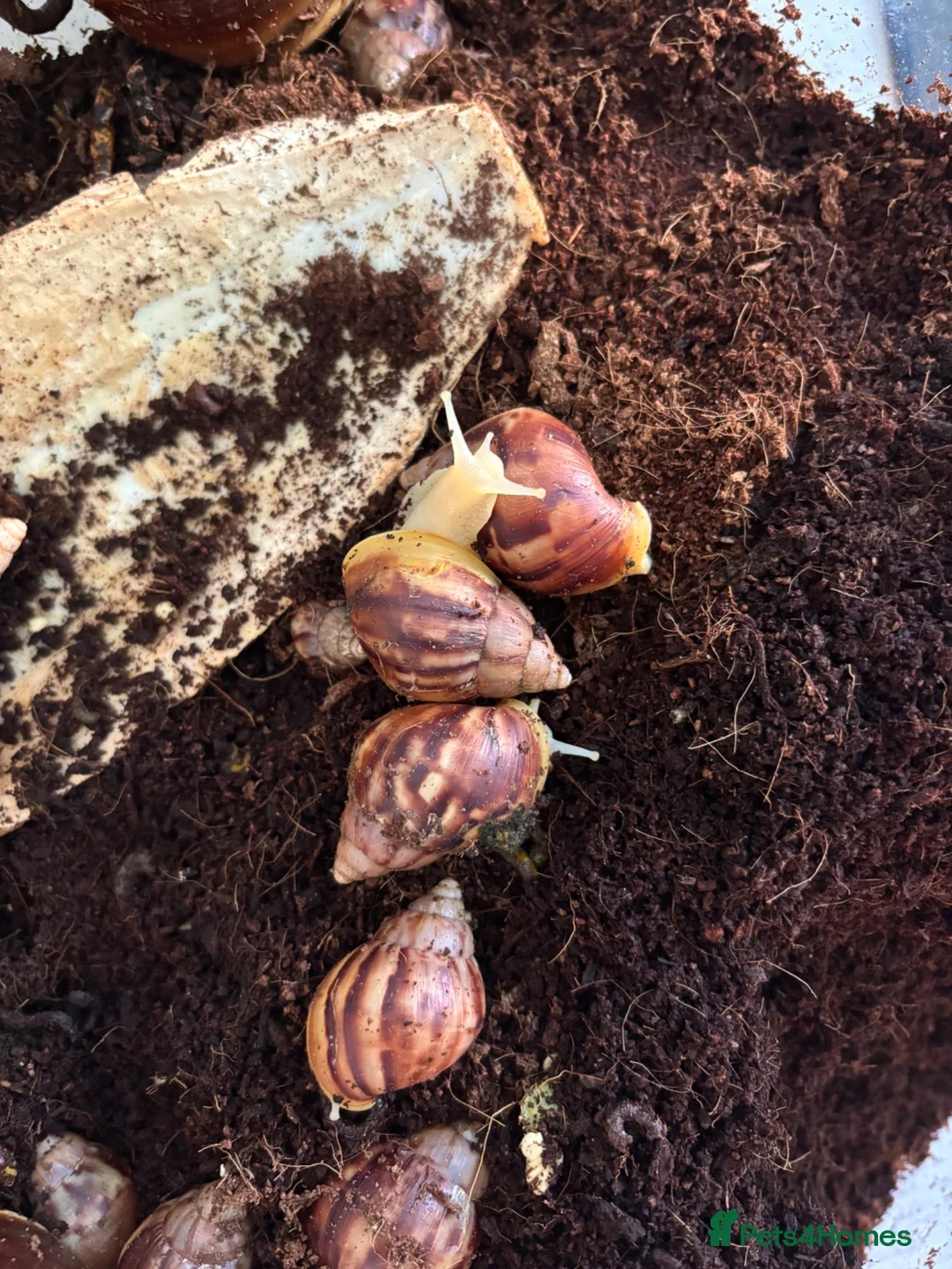 Snails invertebrates for sale: Giant African albino land snails  - Advert 11