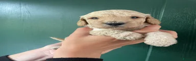 Cockapoo 3
