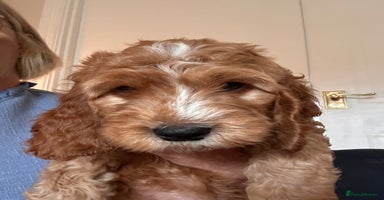 Irish Doodle dogs - Advert 4
