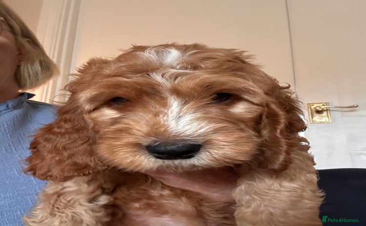 Irish Doodle dogs - Advert 1