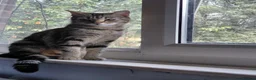 Mixed Breed cats for sale: Female Cat - Advert 3