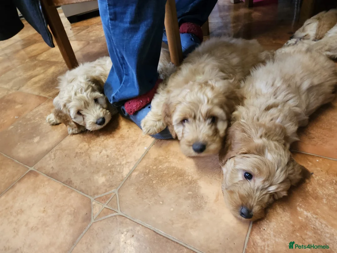 Cockapoo dogs for sale: Bred From Health Tested Parents - Advert 7