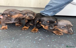 Dachshund dogs for sale: Dachshund puppys - Image 5