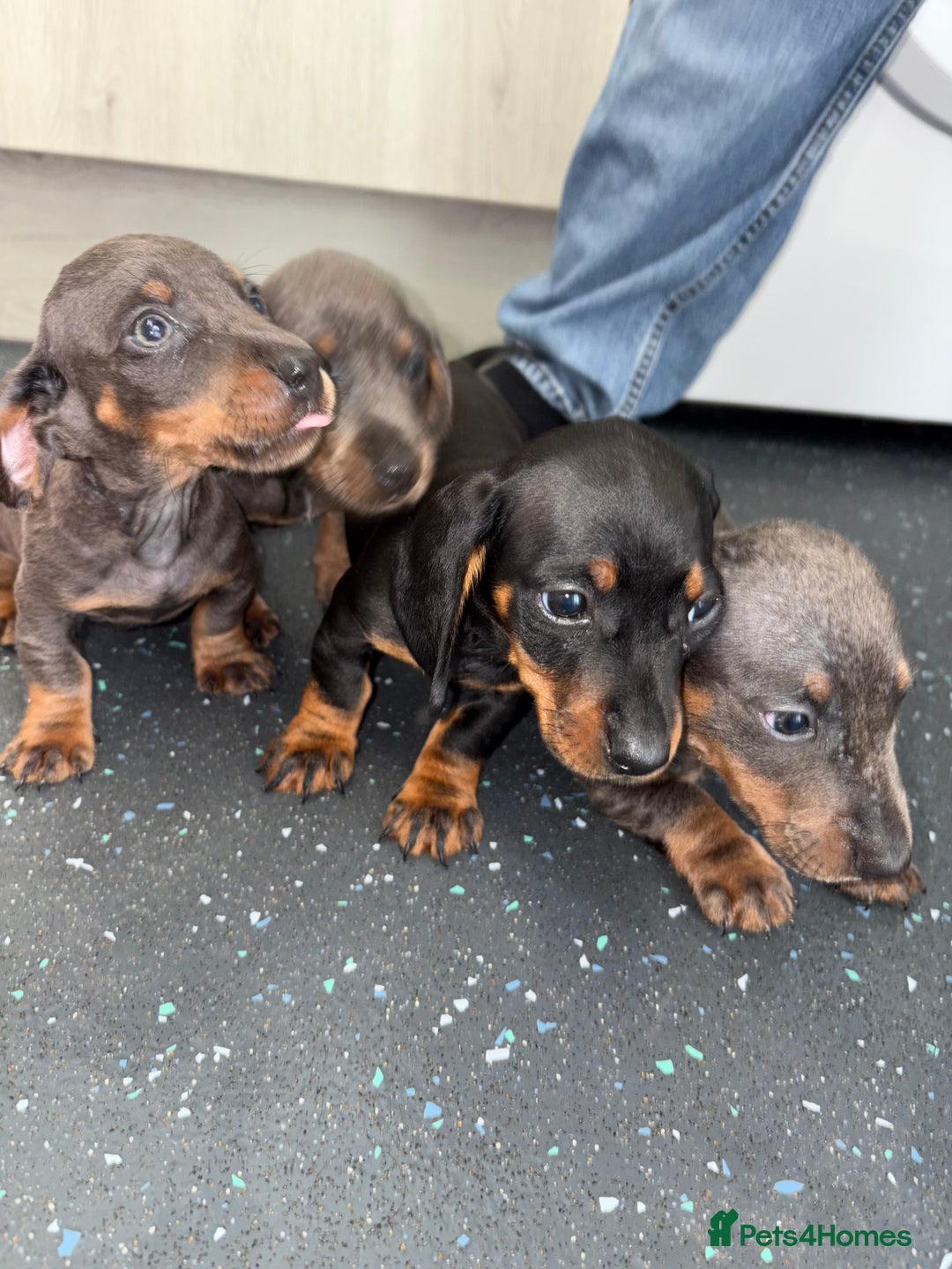 Dachshund dogs for sale: Dachshund puppys - Image 5
