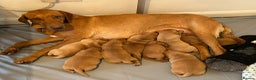 Labrador Retriever dogs for sale: Fox Red KC Reg Fox Red Lab, M&D hip & elbow scored - Advert 18
