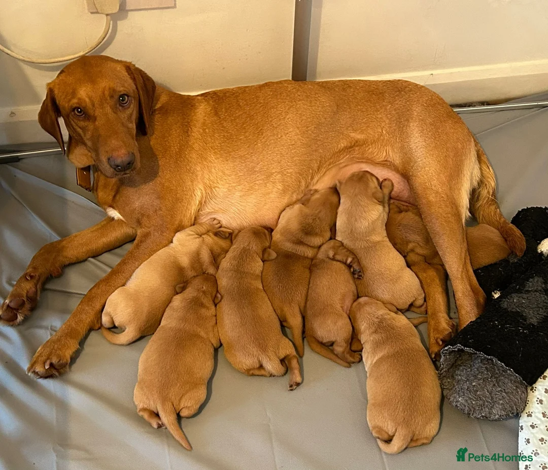 Labrador Retriever dogs for sale: Fox Red KC Reg Fox Red Lab, M&D hip & elbow scored - Advert 18