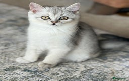 Scottish Fold cats for sale: Scottish Kittens 💜 - Image 34