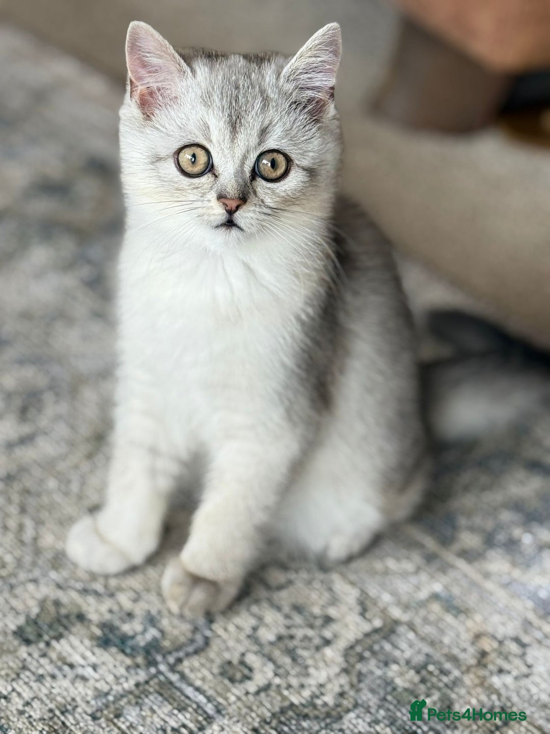 Scottish Fold cats for sale: Scottish Kittens 💜 - Image 34