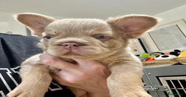 French Bulldog dogs - Advert 8