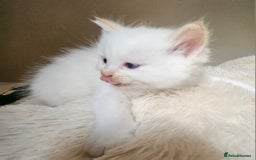 Ragdoll cats for sale: 7 beautiful fluffy Ragdoll cats.  - Image 10