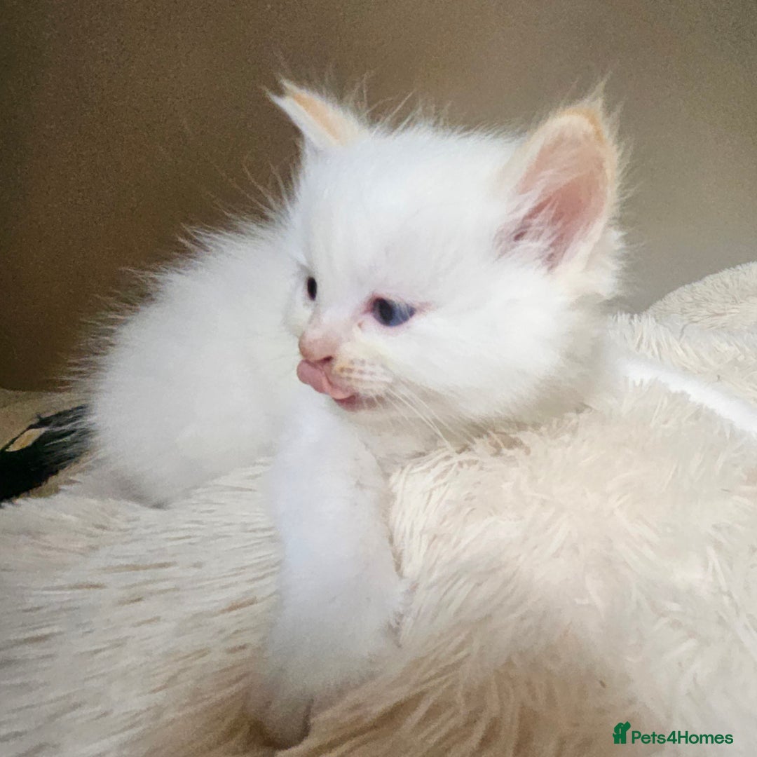 Ragdoll cats for sale: 7 beautiful fluffy Ragdoll cats.  - Image 10