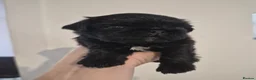 Pug dogs for sale: Long haired Pug puppies - Advert 10