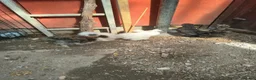 Chickens poultry for sale: USA Silkies chicks  available, - Advert 8
