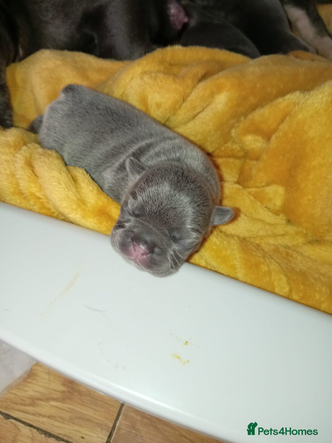 French Bulldog dogs for sale: 🐾 Adorable French Bulldog Puppies for Sale 🐾 - Image 8
