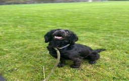 Cocker Spaniel dogs for sale: Brockwell Gundogs - Image 3