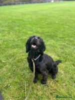 Cocker Spaniel dogs - Advert 9