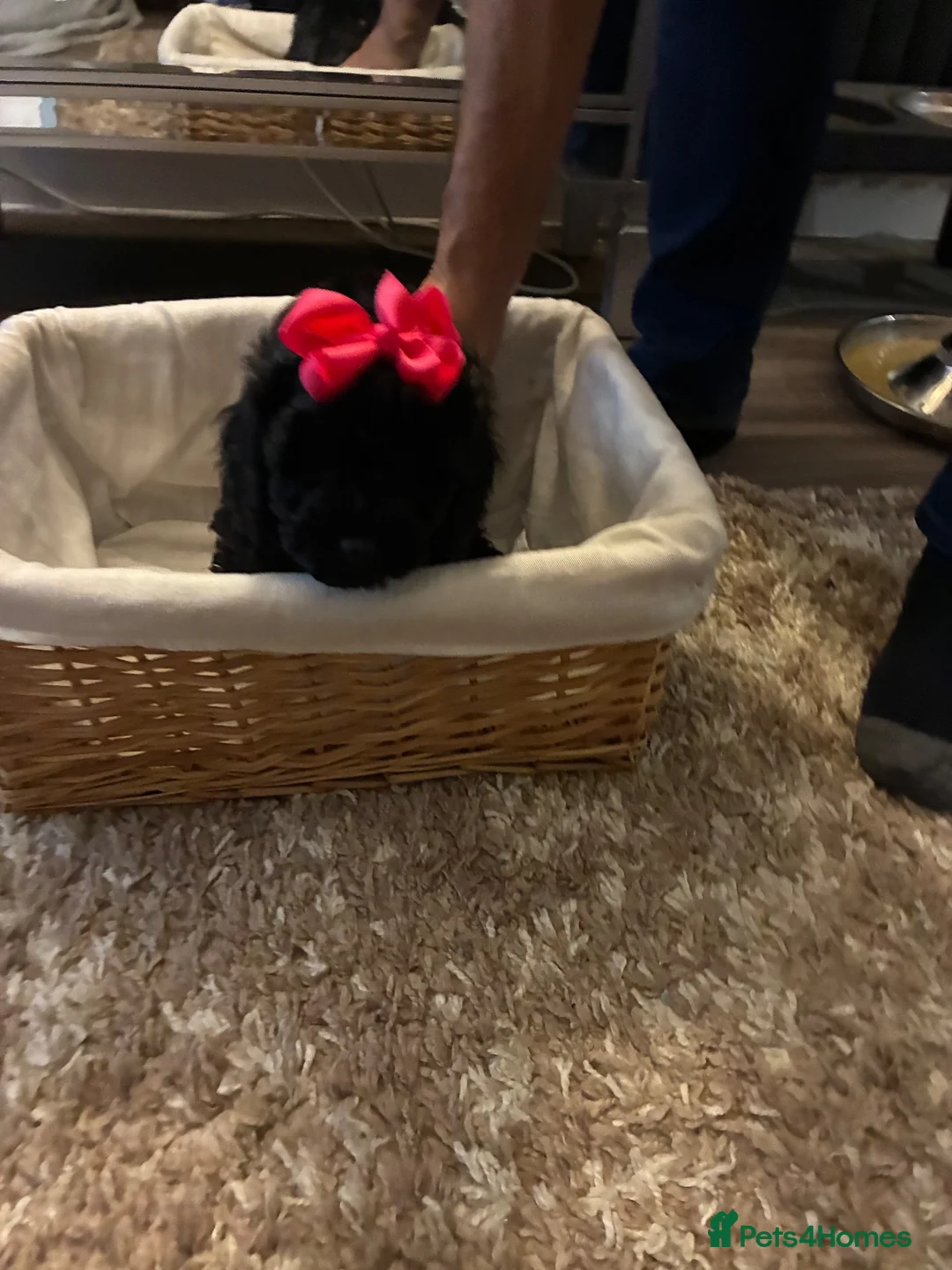 Miniature Poodle dogs for sale: KC registered miniature Poodle - Advert 1